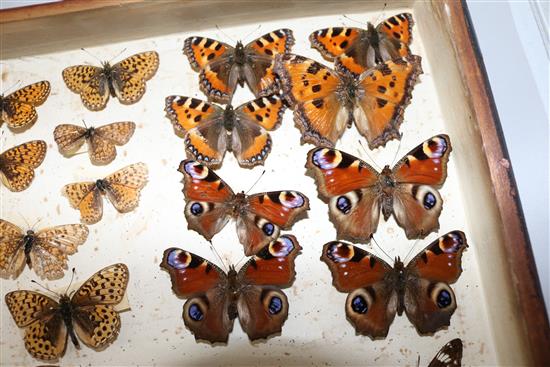 Two double book butterfly specimen cases, 13in.